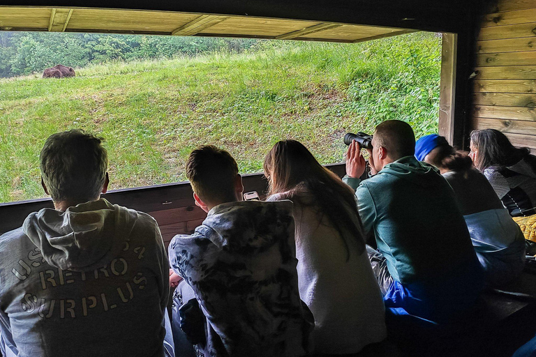 Private Bear Watching From Brasov | Szekler Food&Guarantee