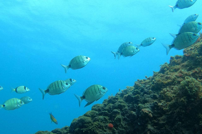 Plongée en apnée dans l&#039;île de Terceira