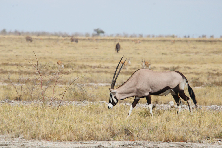 Windhoek: 3-Day Guided Safari in Etosha with Lodge