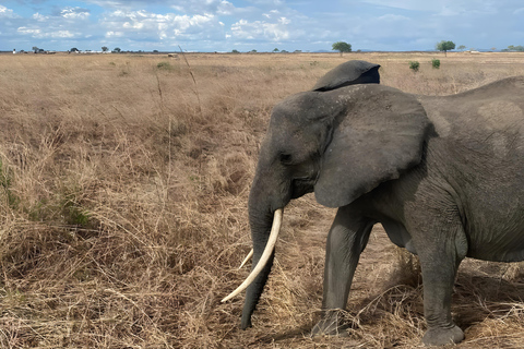 Zanzibar: Aventura de Safari de 3 dias no Parque Nacional Mikumi