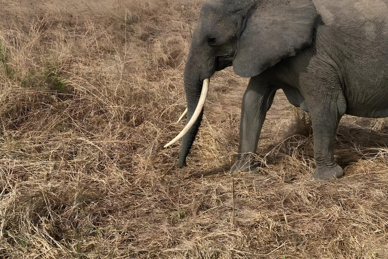 Zanzibar: Aventura de Safari de 3 dias no Parque Nacional Mikumi