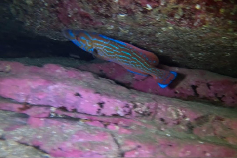 Bergen: Guided Dive Tour- All inclusive