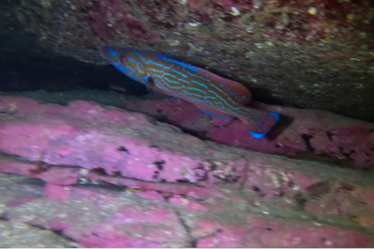 Bergen: Guided Dive Tour- All inclusive