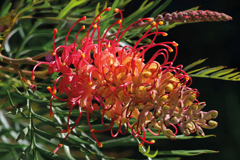 Intimate Blue Mountains Wild Kangaroos, Wilderness & Sunset