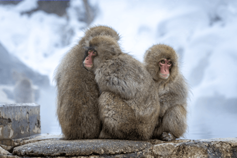 From Tokyo: Nagano, Monkeys, Zenkoji Temple Private Day Trip