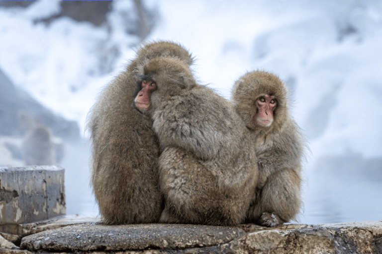 From Tokyo: Nagano, Monkeys, Zenkoji Temple Private Day Trip