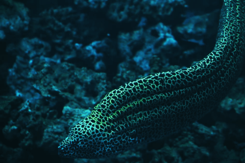 Xangai: As maravilhas marinhas no Aquário Oceânico de Xangai