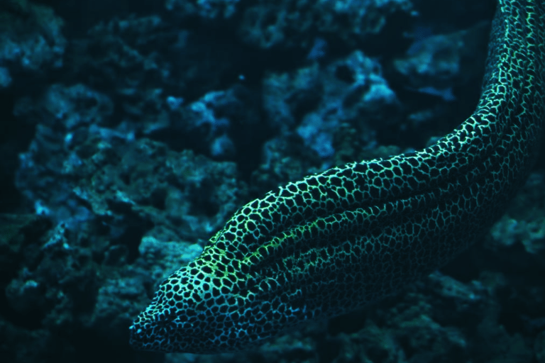 Shanghai: The Marine Wonders at Shanghai Ocean Aquarium