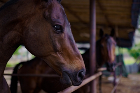 Strode Marwari Equestrian Experience: Gestüt+Reiten