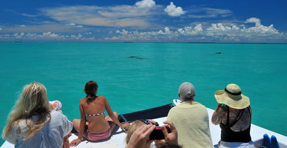 Key West: Dolphin Watching and Snorkeling Eco Cruise Tour