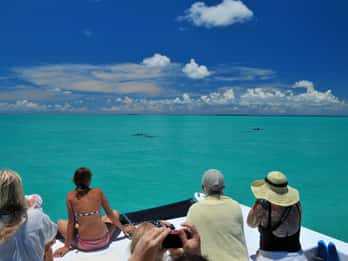 Key West: Tour in battello per l'osservazione dei delfini e lo snorkeling