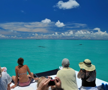 Key West: Dolphin Watching and Snorkeling Eco Cruise Tour
