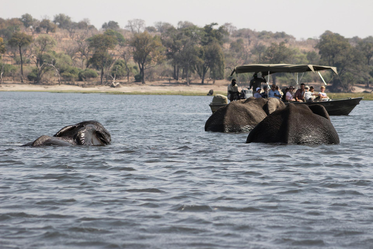 Excursión de un día al Parque Nacional de Chobe
