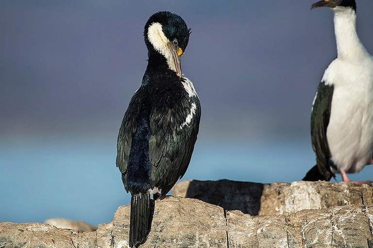 Beagle Channel on yacht with minitrekking