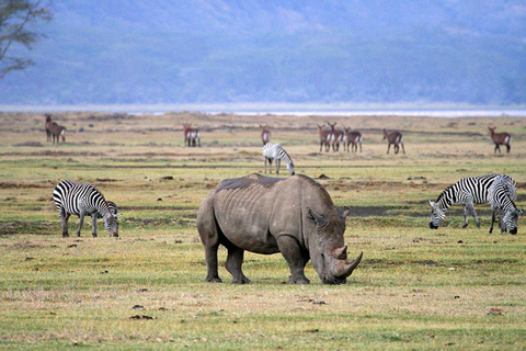 Ngorongoro-Krater: Big 5 Safari-Tagestour mit Camping-Tour
