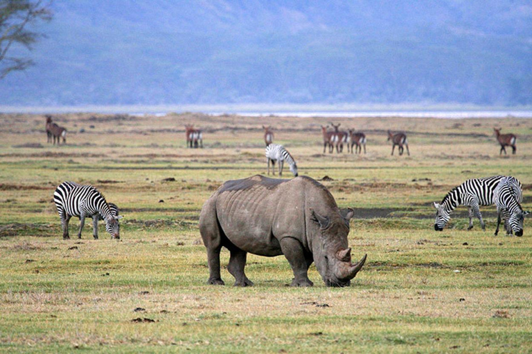 Ngorongoro-Krater: Big 5 Safari-Tagestour mit Camping-Tour