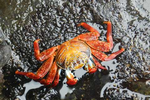 4-Day Galapagos Islands: Guided Tour Santa Cruz Island ENGLISH SPEAKING TOUR GUIDE