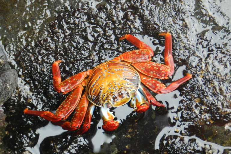 4-Day Galapagos Islands: Guided Tour Santa Cruz Island ENGLISH SPEAKING TOUR GUIDE