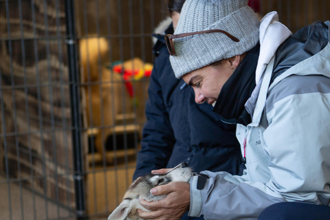 Reykjavík: Husky Kennel Visit with Hot Drinks