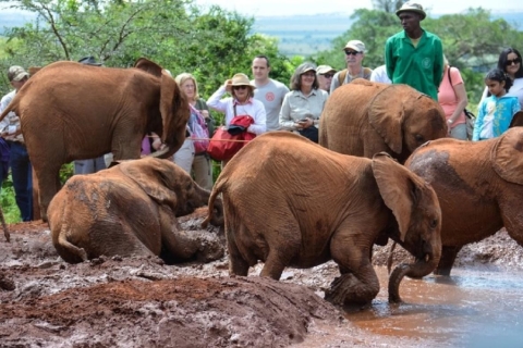 Parc national de Nairobi, orphelinat des éléphants, visite guidée d'une journée