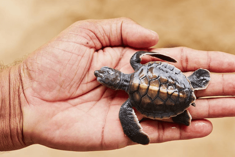 Verken de zuidelijke kust van Sri Lanka met Mr.Scooter($40)