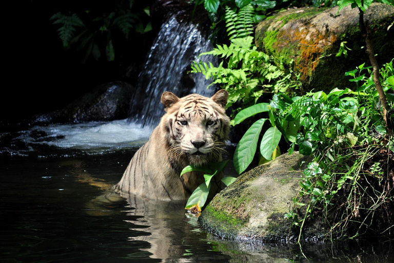 Singapore: Zoo & Night Safari Combos with Hotel Pick & Drop Zoo + Bird Paradise + River Wonders + NightSafari + Transfer