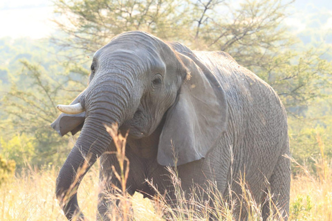 Johannesburg: Kwa Maritane Transfer and Game Drive Package