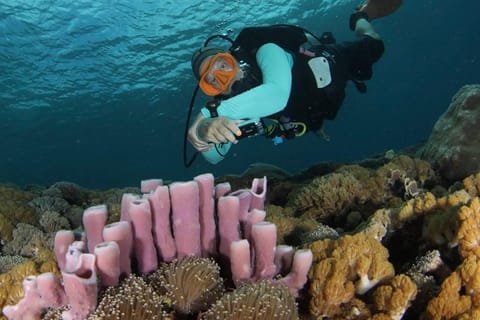Nusa Penida: Beginner Scuba Diving with 2 Ocean Dives