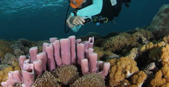 Nusa Penida: Beginner Scuba Diving with 2 Ocean Dives