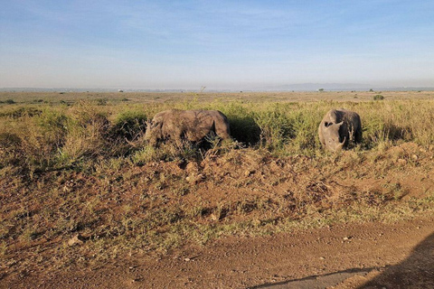 Nairobi National Park: Early Morning or afternoon adventure Early morning game drive in a Landcruiser JEEP