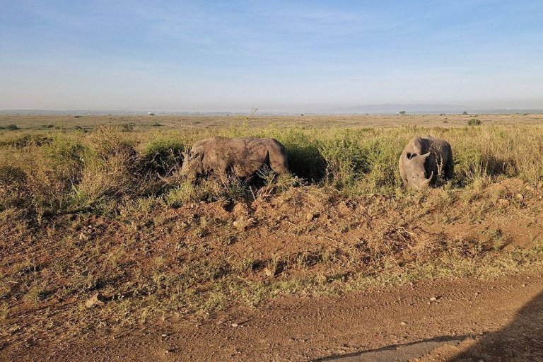 Nairobi National Park: Early Morning or afternoon adventure Early morning game drive in a Landcruiser JEEP