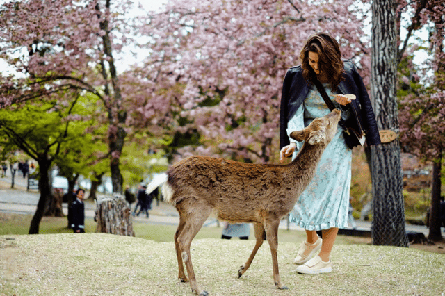 From Osaka/Kyoto: Osaka and Nara Private Day Trip