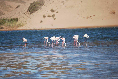 Agadir: Giro panoramico in cammello vicino al fiume Flamingo