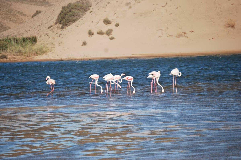 Agadir: Giro panoramico in cammello vicino al fiume Flamingo