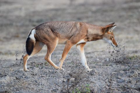 Bale Mountains National Park: Ethiopian Wolf Watching Tour