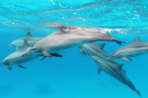 Mauritius: 2-Day North Discovery & Benitier Island Tour