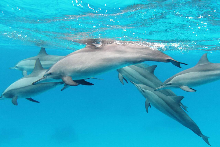 Mauritius: 2-Day North Discovery & Benitier Island Tour