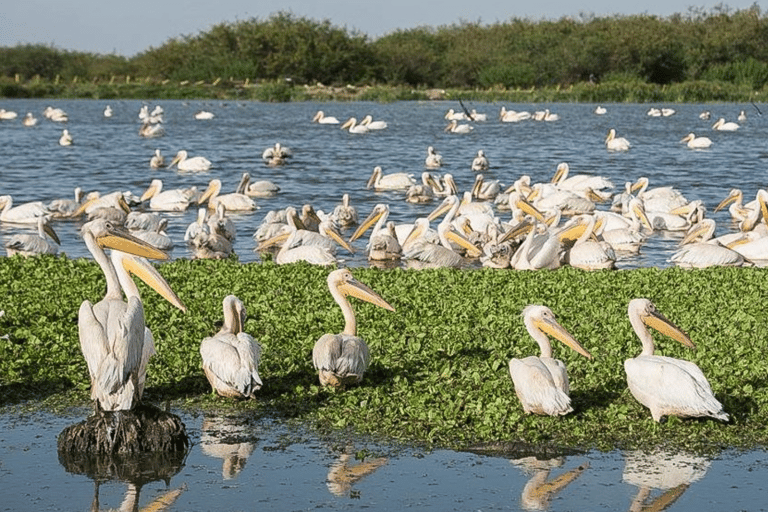 Addis Ababa: 6-Day Abijata Shalla NP & Bale Mountains Tour