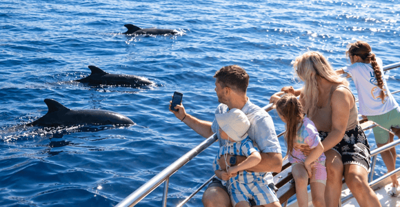 Tenerife: Whale & Dolphin Watching Cruise with Swim