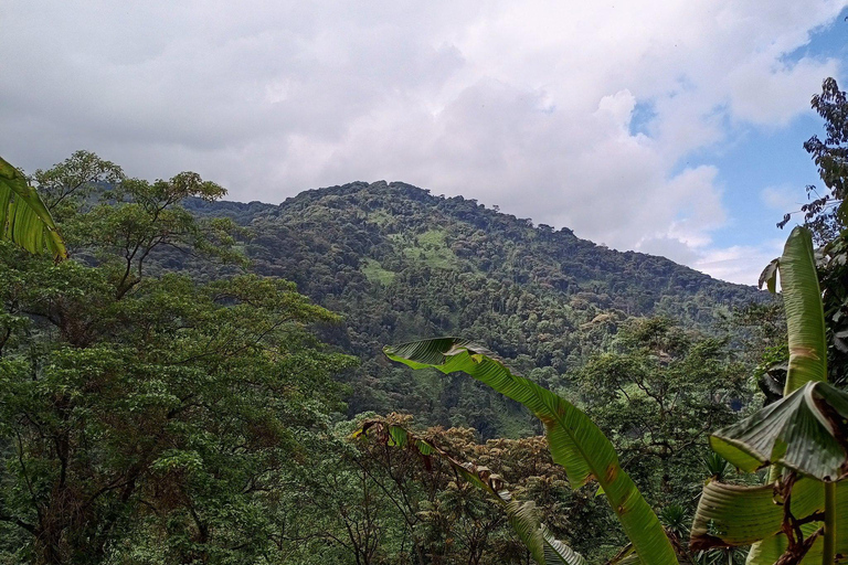 From Kampala: 6-Day Gorillas, Chimpanzees and Rwenzori Tour