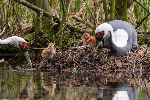 Bilet jednodniowy do zoo w Schwerinie