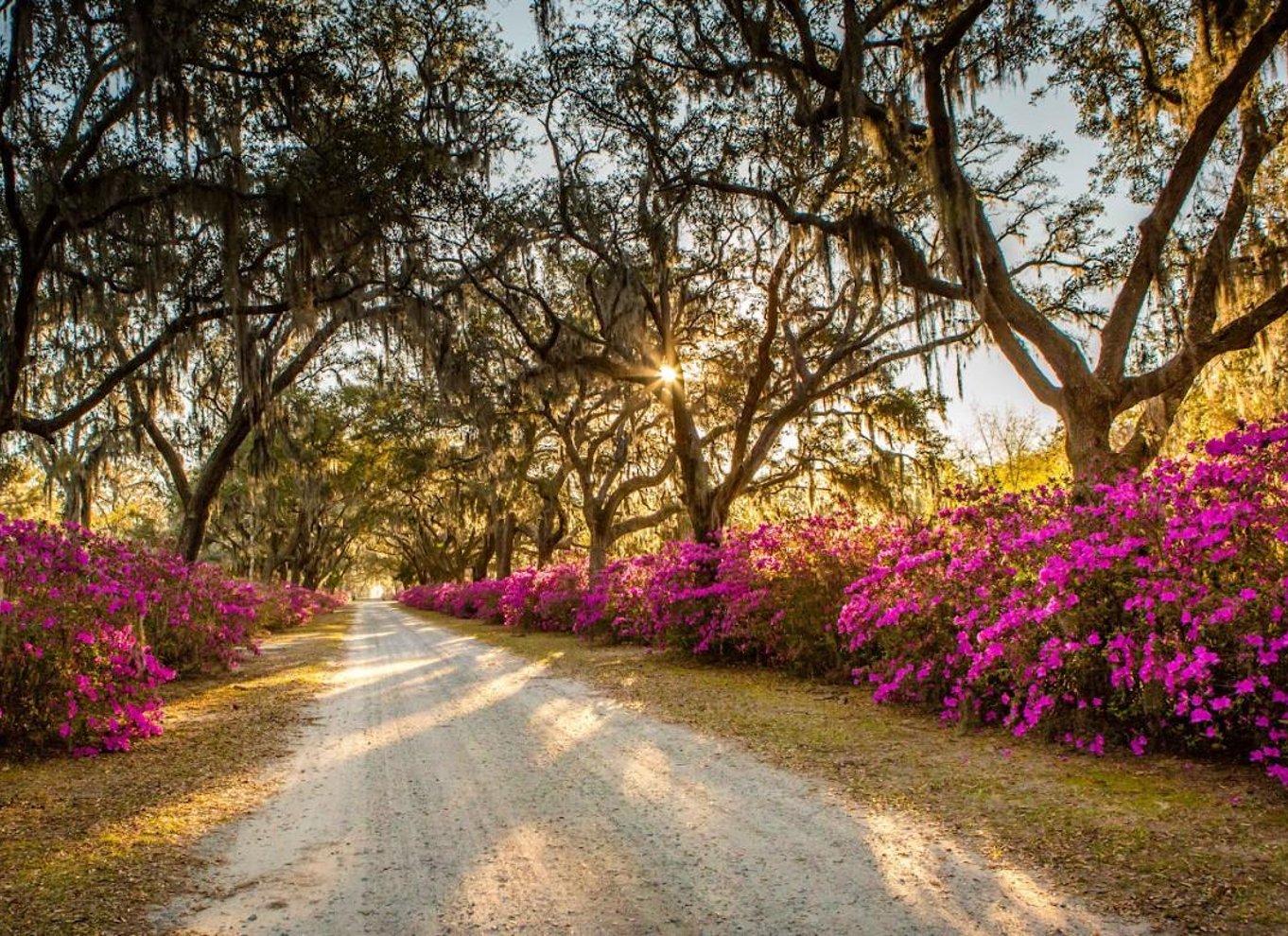Rundvisning på Bonaventure-kirkegården og Wormsloe State Historic Site