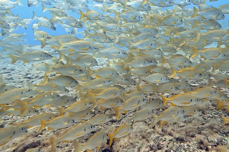 Aucune expérience requise - Découvrez la plongée avec prise en chargeAucune expérience requise - Découvrez la plongée sous-marine avec prise en charge