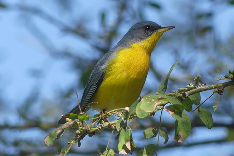 Birdwatching trip to the Uruguayan wetlands Birdwatching trip to the Uruguay Wetlands