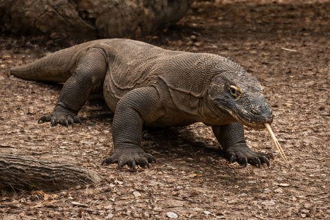 From Labuan Bajo: Komodo National Park Full-Day Boat Tours Half day komodo sailing with speedboat