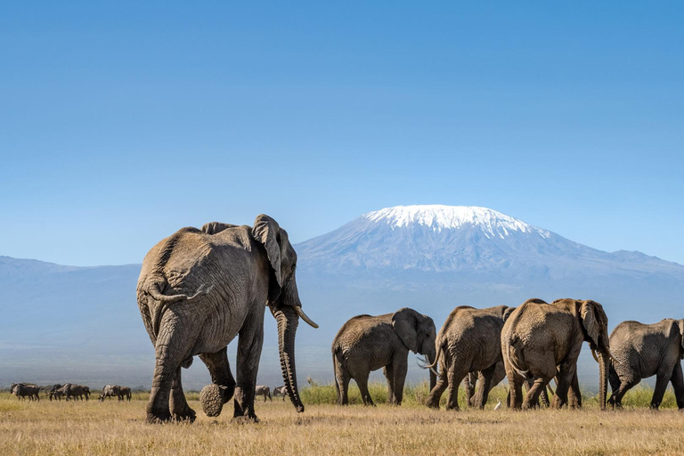 Kenya Wilderness Trail: Amboseli, Tsavo & Mombasa Safari