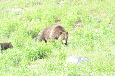 Yellowstone 2 Day Adventure - Upper and Lower Loop Tour