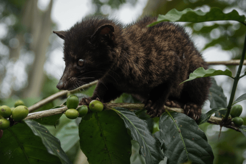 Bali: Hidden And New Secret Waterfalls All Including