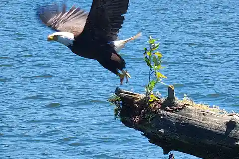 2 Hour Nature River Boat Tour on the Willamette River