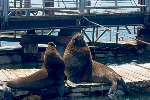 Paracas: Sightseeing Tour of the Ballestas Islands and National Reserve